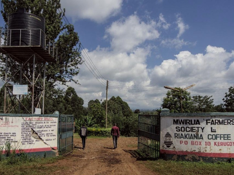 Kenya Kirinyaga AA Malkia
