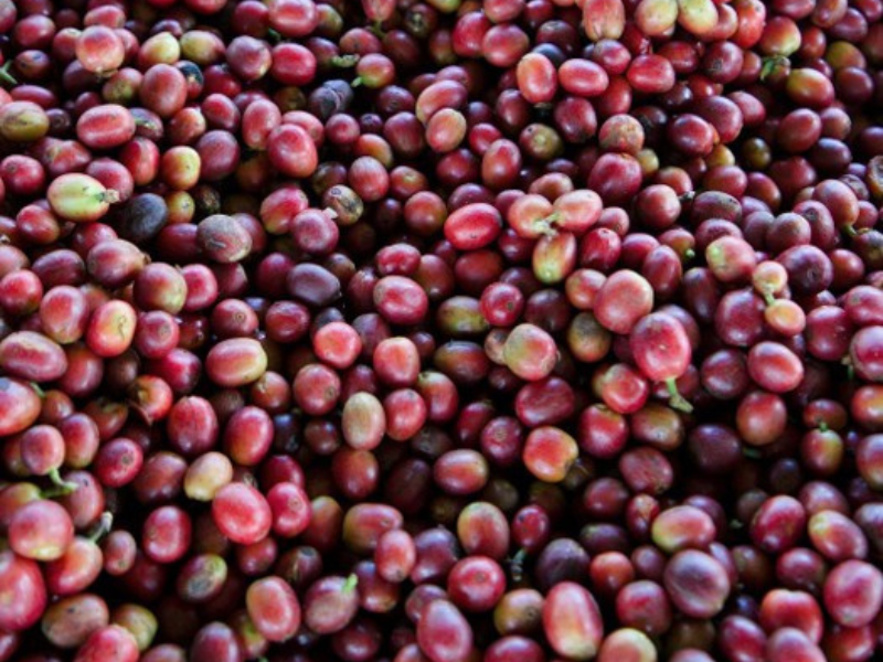 Kenya Kirinyaga AA Malkia