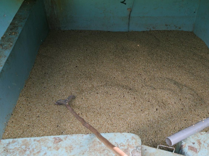 Kenya Kirinyaga AA Malkia
