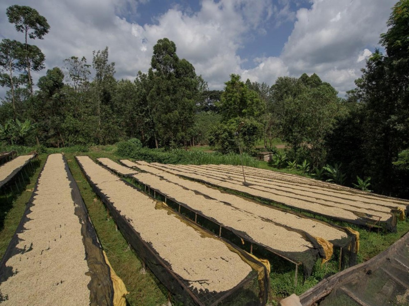 Kenya Kirinyaga AA Malkia