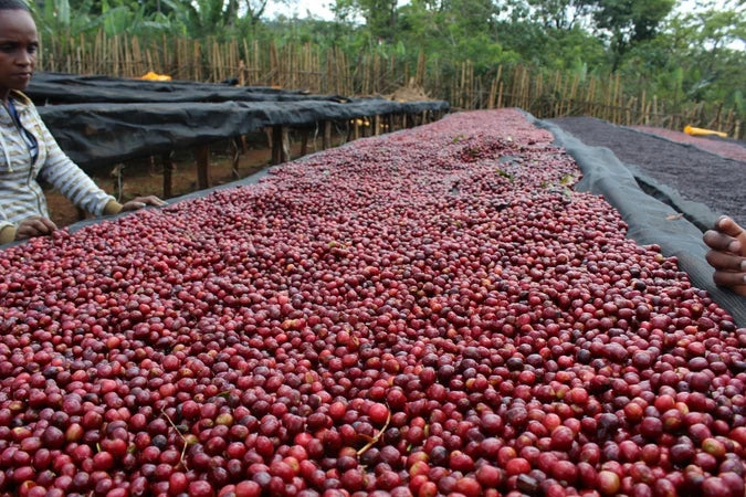 Ethiopia Yirgacheffe G1 Chelchele